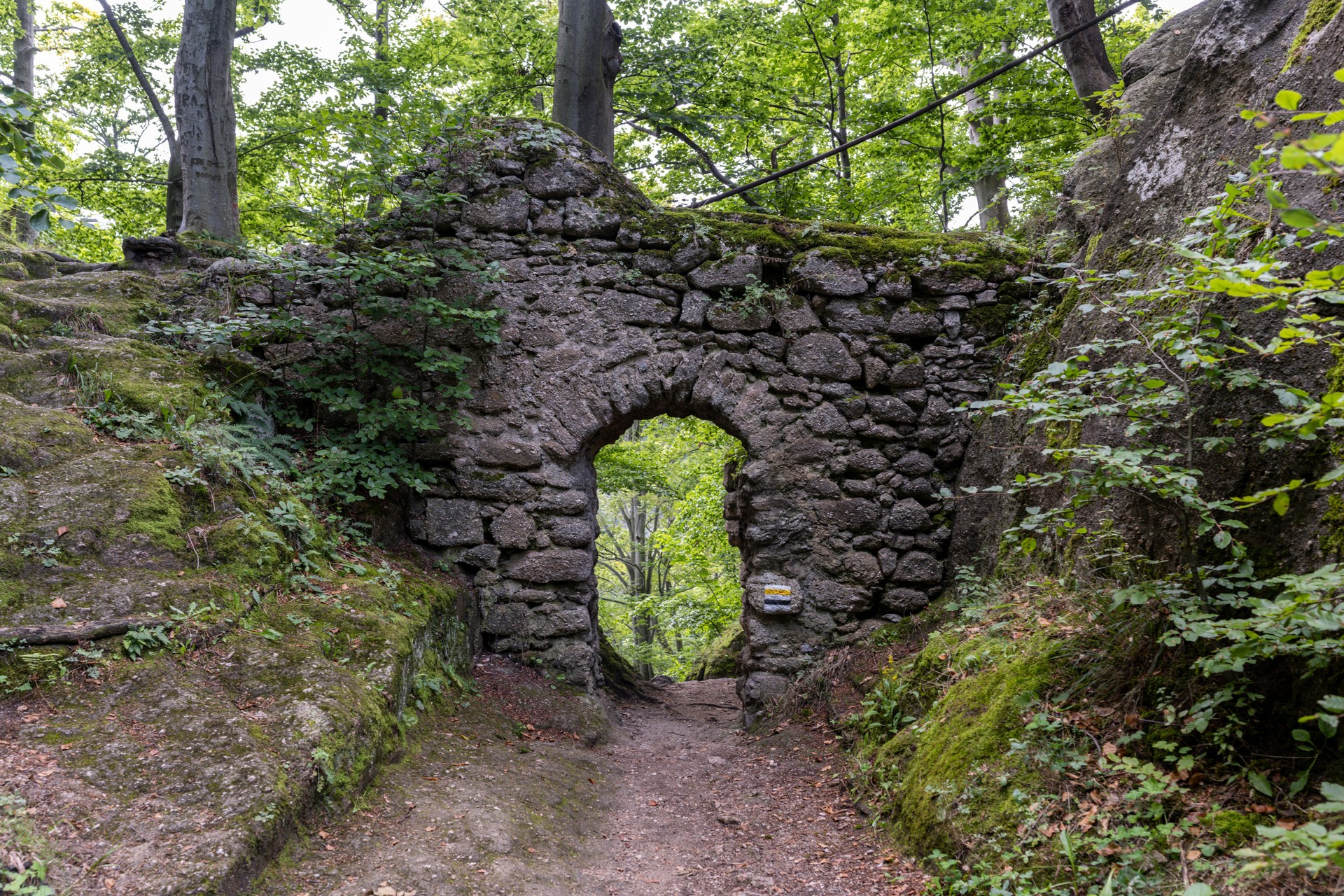 Piste de randonnée dans la forêt.