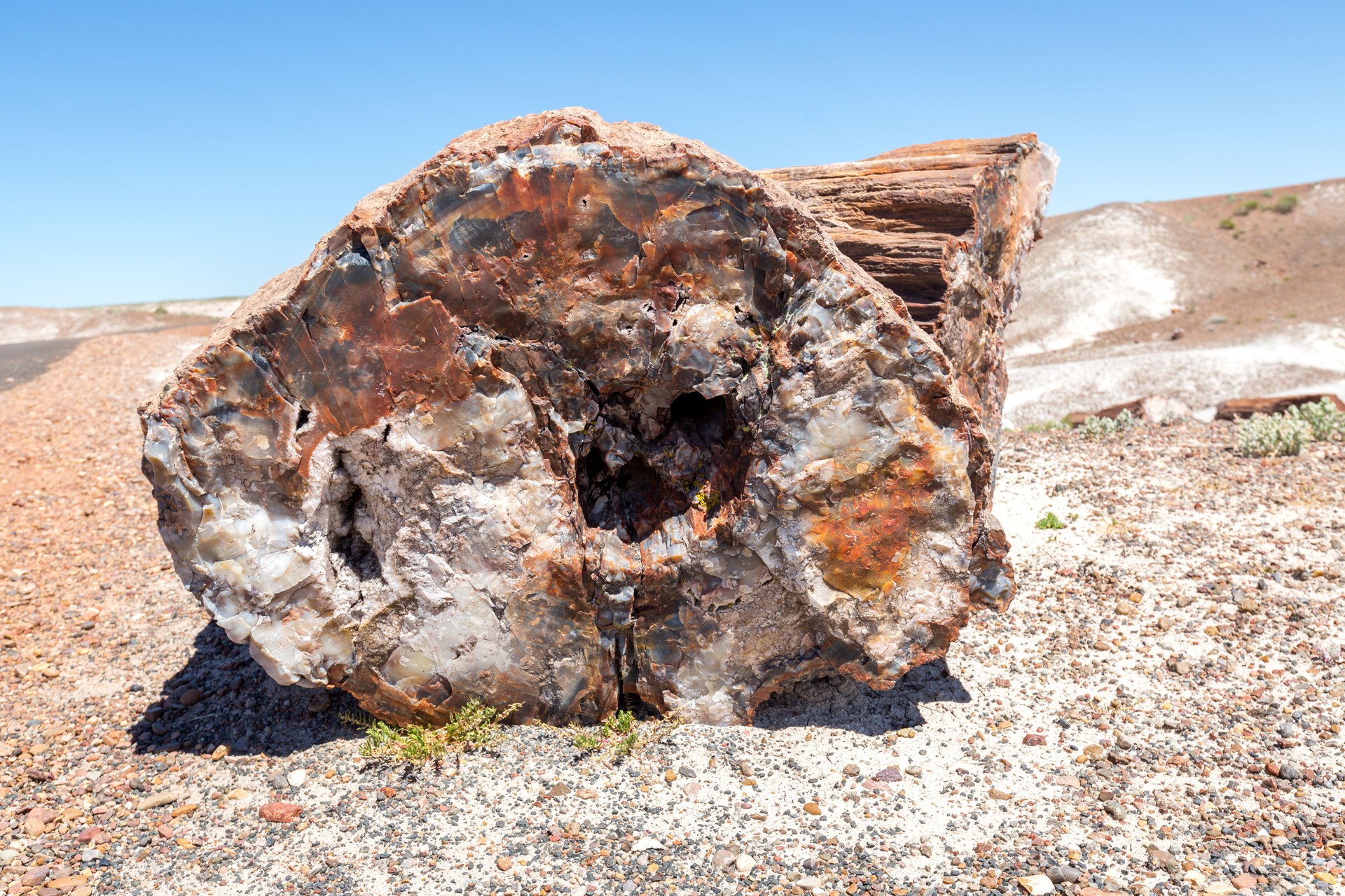 Petrified forest NP, en Arizona